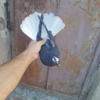 مایدم و طوقی
