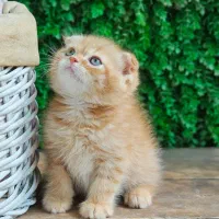 اسکاتیش گلد