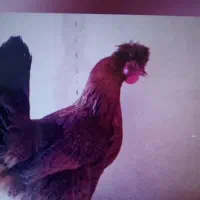 مرغ کاکلی سلطان خمینی شهر