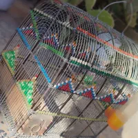 یک عدد قفس مهره کاری سهره