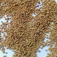 بذر یونجه درجه یک