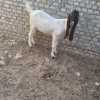 بزافعانی|حیوانات مزرعه|باوی, |دیوار