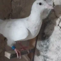 کفتر جوجه|پرنده|طرقبه, |دیوار