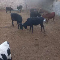گوساله ماده محلی چاق|حیوانات مزرعه|شهریار, شهرک امیریه|دیوار