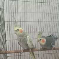 عروس هلندی مولد