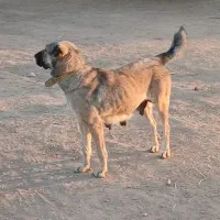 لاس گله ای|حیوانات مزرعه|گرمسار, |دیوار