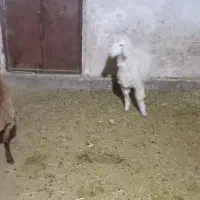 بره نر و ماده