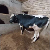 گاو نر