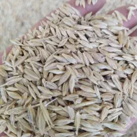 الماتی|حیوانات مزرعه|شیراز, جرسقان|دیوار