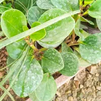 گل کادو روز مادر|گل و گیاه طبیعی|بروجرد, |دیوار