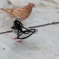 کبوتر گ 4 م شده