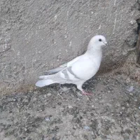 محمدرضا