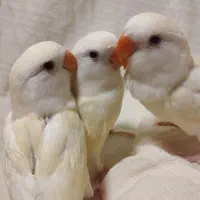 ۳ عدد جوجه طوطی برزیلی نژاد کرمینو سوپر رام و دستی