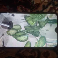گل خانگی فروشی