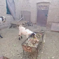 بزغاله ماده تازه تکه خورده|حیوانات مزرعه|خواف, |دیوار