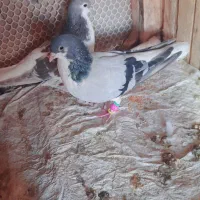 کفتر|پرنده|نیشابور, مازول|دیوار