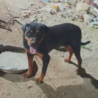 این سگ دوزیدن هرکسی که دوزرامعرفی کند|حیوانات|بند زرک, |دیوار