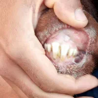 یک راس قوچ قزل افشار|حیوانات مزرعه|بناب, |دیوار