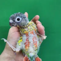 طوطی گرینچیک|پرنده|تبریز, |دیوار