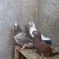 کبوترپرشی