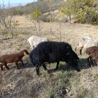 فروش یک راس قوچ قره قزل دامازلق|حیوانات مزرعه|خلخال, |دیوار