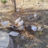 مرغ و خروس نیمچه|حیوانات مزرعه|قیدار, |دیوار