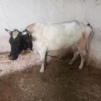 گاو|حیوانات مزرعه|نظر کهریزی, |دیوار