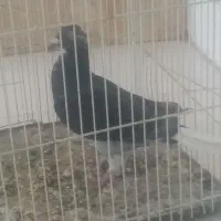 آلمانی دم سفید|پرنده|تربتحیدریه, رضاشهر|دیوار