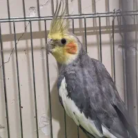 عروس هلندی نر و ماده