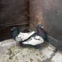 نروماده سینه