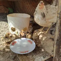 سلام جوجه  اصل چهل تاج گلین