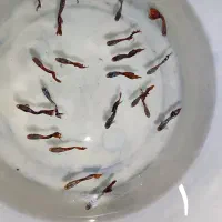 گوپی|ماهی|مشهد, صیاد شیرازی|دیوار