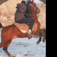 اسب نریان کرد جنس قدیم