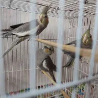 عروس هلندی نر خاکستری|پرنده|گرگان, |دیوار