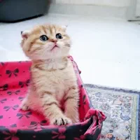 بچه گربه بریتیش اسکاتیش اصیل و شجره دار