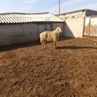 گوسفند|حیوانات مزرعه|اسلام آباد, |دیوار