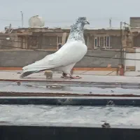 کبوتر بالاگیر|پرنده|حمیدیه, |دیوار