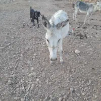 فروش.خریکی.نرومایه