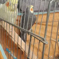 عروس هلندی|پرنده|رشت, رودباری|دیوار