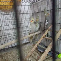 عروس هلندی|پرنده|فردیس, شهرک ارم|دیوار