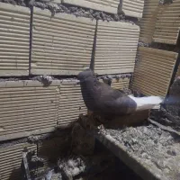 پرنده دم سفید ماده|پرنده|باوی, |دیوار