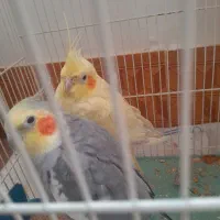 دو عددعروس هلندی   نر و ماده