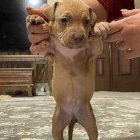 سگ پیتبول۲ ماهه اصیل نر و ماده