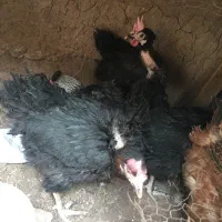 مرغ سیاه تخم گذار|حیوانات مزرعه|رفسنجان, |دیوار