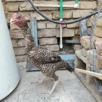 خروس وماده مرغ نصل دار فروشی