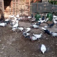 کبوتر پروازی|پرنده|چابکسر, |دیوار