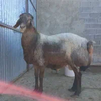 بره کوهه افغانی(چینی)