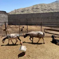 گوسفند چاق برای قصابی