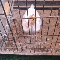 خروس بسیار زرنگ کشیده