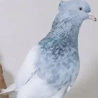 یک جفت کله ای و یا نرم کله الماسی|پرنده|اندیمشک, |دیوار